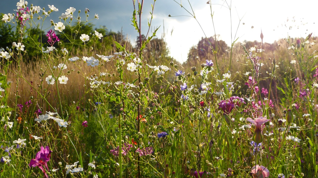 Eco-Friendly Burials: Reducing Death's Environmental Impact